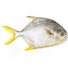 Golden Pompano Whole( Approx - 1.5 lb) -- 1 pcs